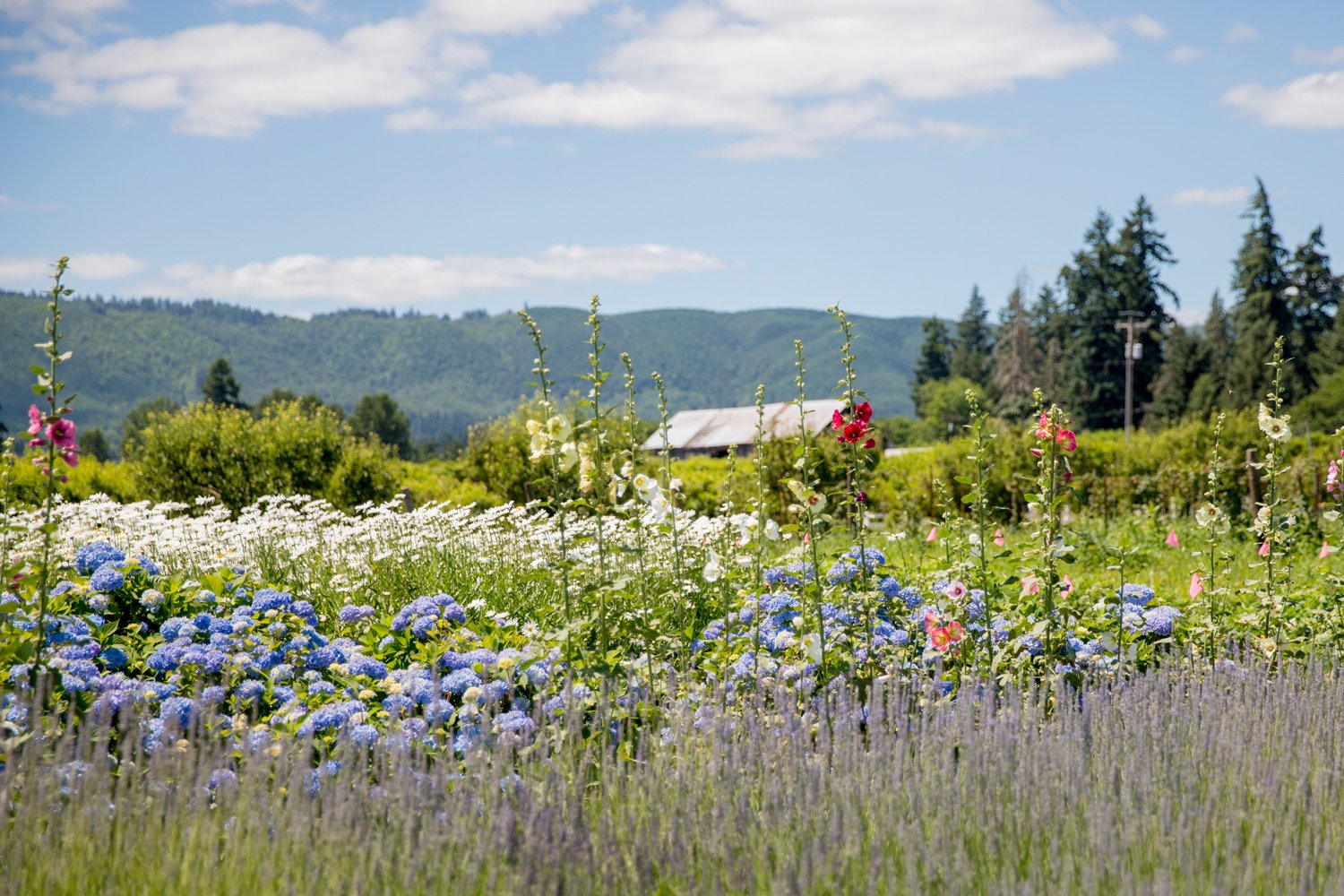 Portland City Trail (#3) – Sauvie Island – Rocky Scramble's Weekly Reader